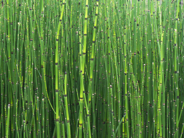 庭に植えてはいけない 増えすぎて困る植物９選 Sedum Home