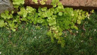 庭に植えてはいけない 増えすぎて困る植物 Sedum House